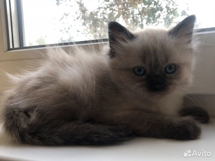 Невская маскарадная