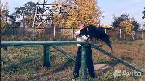 Дрессировка собак