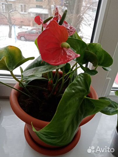 Продам отростки цветы комнатные