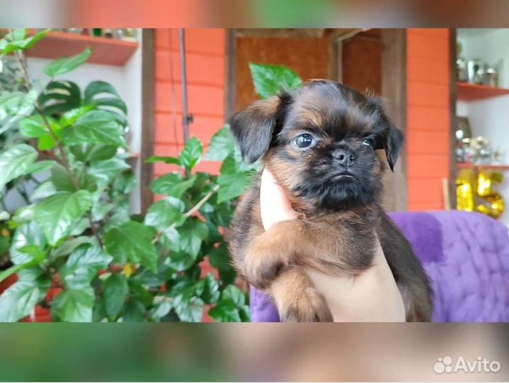 Гриффон Брюссельский. 2.5мес