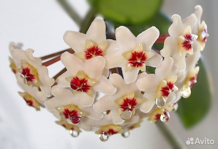 Комнатные растения - хойа, пеларгония, декабрист