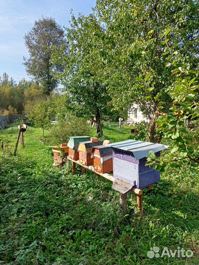 Ульи с пчелами.отводки
