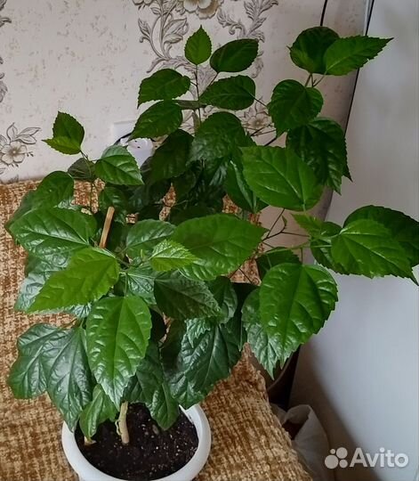 Спатифиллум, Бльшемер