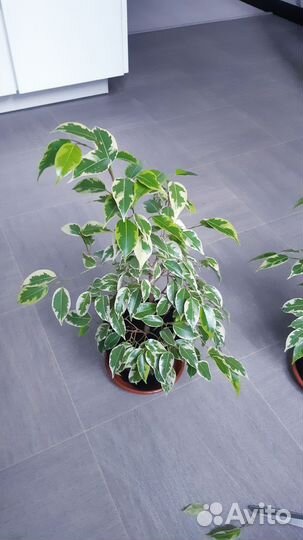Фикус бенджамина пестролистный