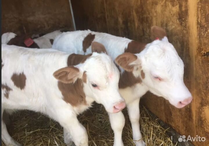 Телята - бычки и тёлочки с доставкой