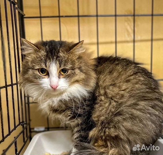 Кошечка Ромашка