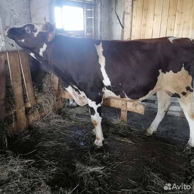 Быки на племя