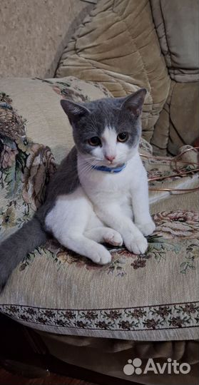 Кошки в добрые руки