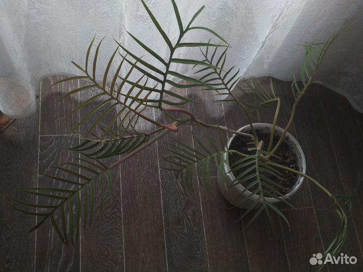 Филодендрон Тортум,Калатея