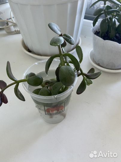 Толстянка(денежное дерево)