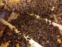 Пчелопакеты и пчеломатки Среднерусской породы
