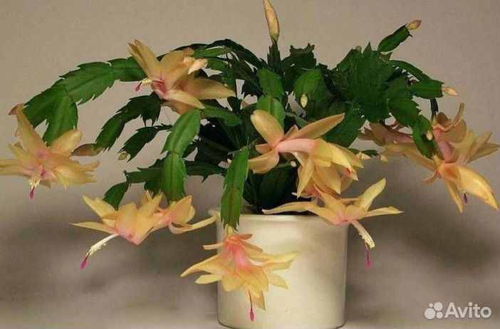 Декабрист желтый