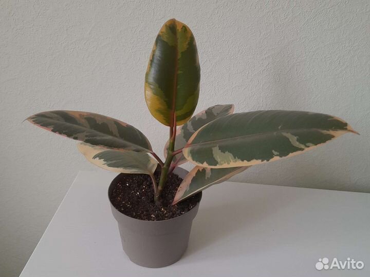 Фикус эластика белиз