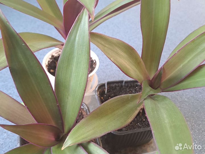 Традесканция рео