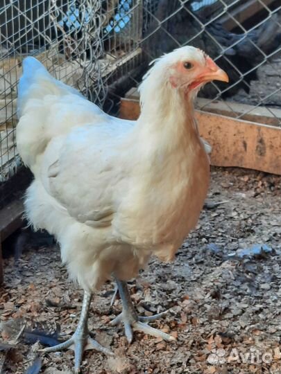 Джерсийский гигант