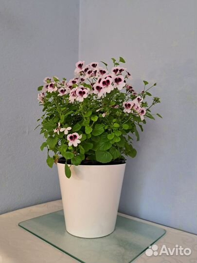 Пеларгонии сортовые