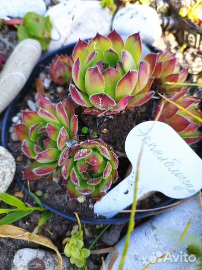 Молодило каменная роза