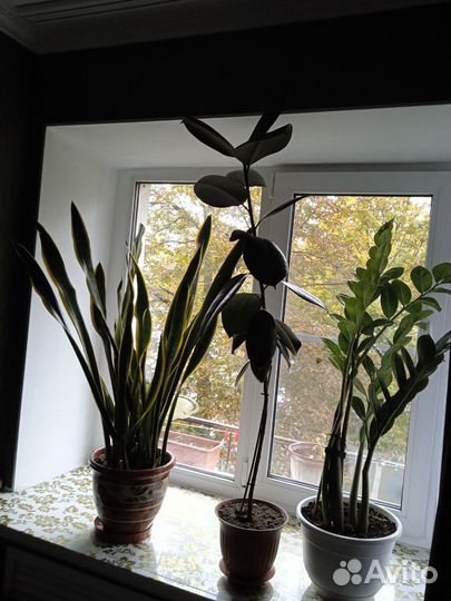 Комнатные цветы