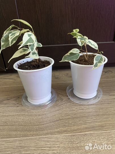 Фикусы разных сортов