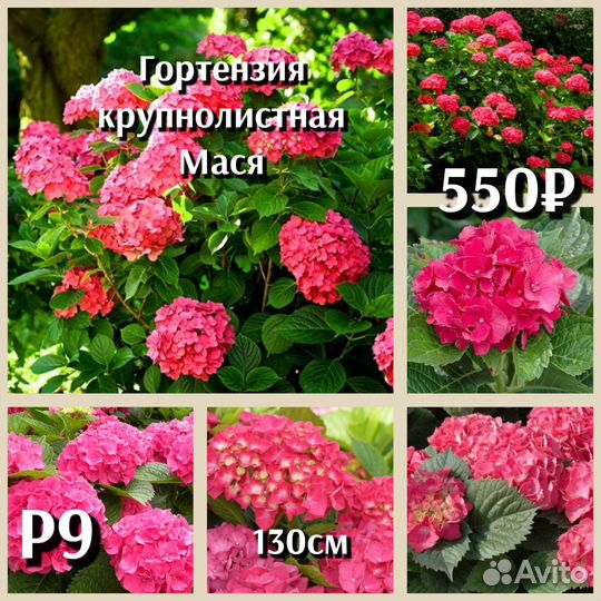 Гортензия крупнолистная и черешковая