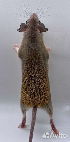 Акомис иглистая мышь