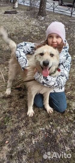 Белла спасена зимой из Якутска