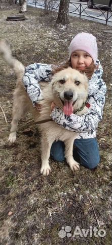 Белла спасена зимой из Якутска