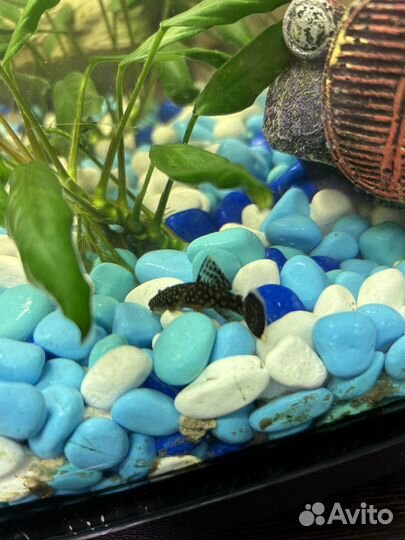 Сомики анциструсы