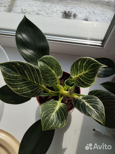 Филодендрон биркин