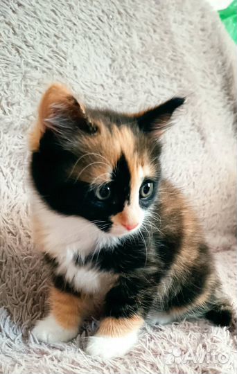 Отдам кошечку