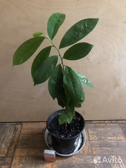 Гуава, Фейхоа, Олива, Лавр, Ваниль, Кофе