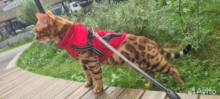 Бенгальский кот вязка