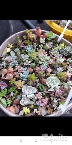 Суккуленты очень много