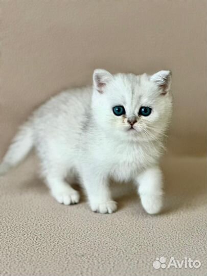 Британские котята