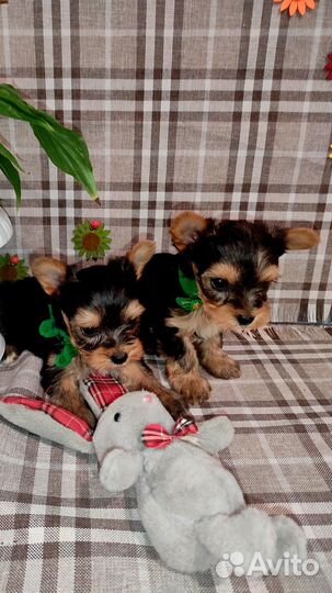 Щенки мини йорка