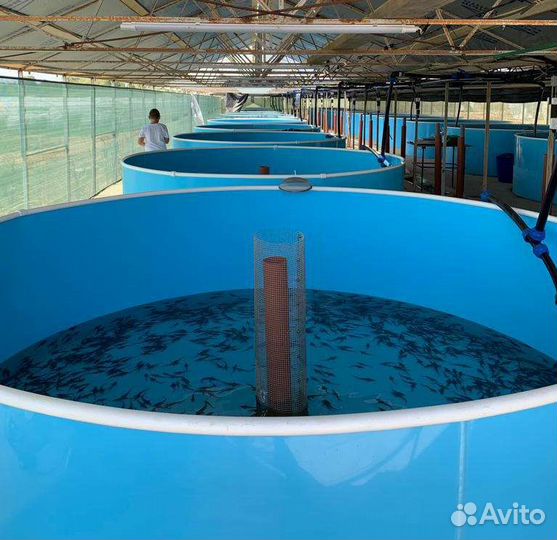 Царская рыба, малек для зарыбления