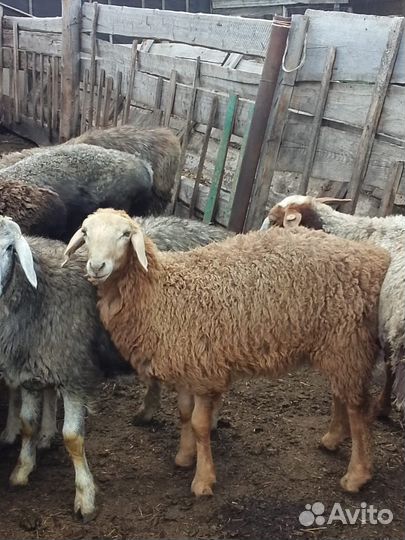 Курдючные бараны