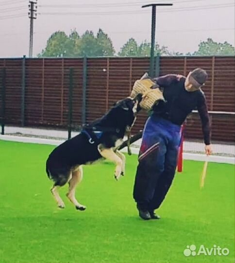 Восточноевропейская овчарка вязка