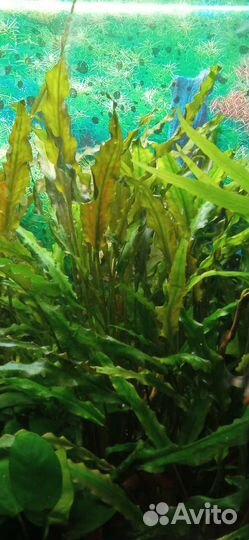 Аквариумные растения