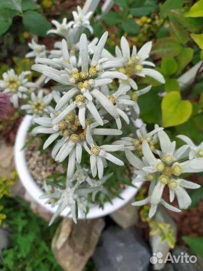 Эдельвейсы