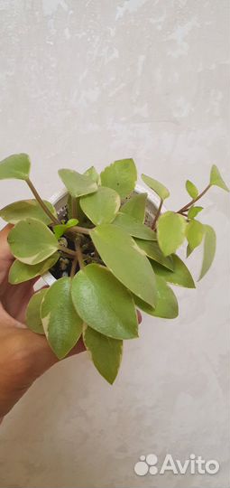 Пеперомия орби пикси, оттона