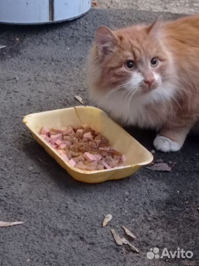 Рыжий пушистый котик