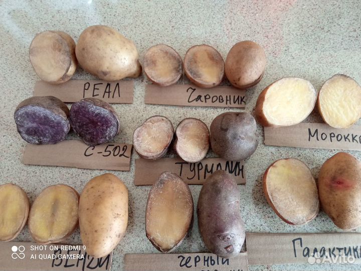 Картофель - новые,лучшие сорта почтой