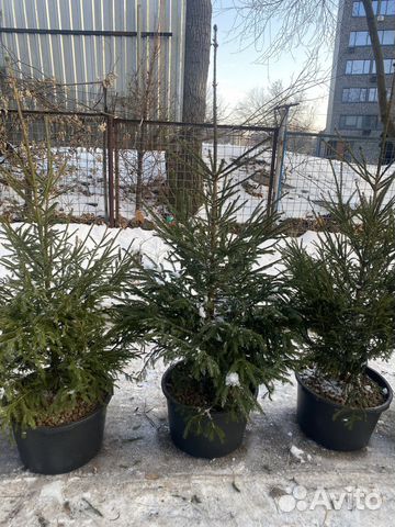 Ель живая в горшке с корнем купить в Москве | Товары для дома и дачи ...