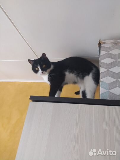 Кошка в дар