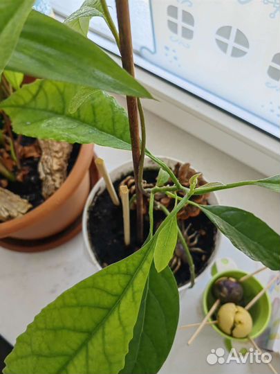 Дерево авокадо молодое