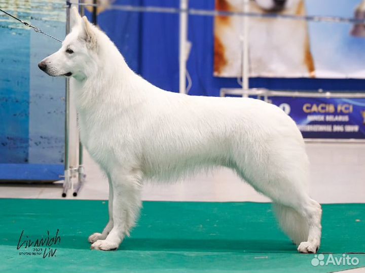 Щенки белой швейцарской овчарки