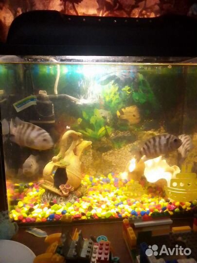 Аквариумные рыбки