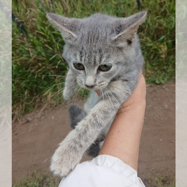 Котёнок в добрые руки