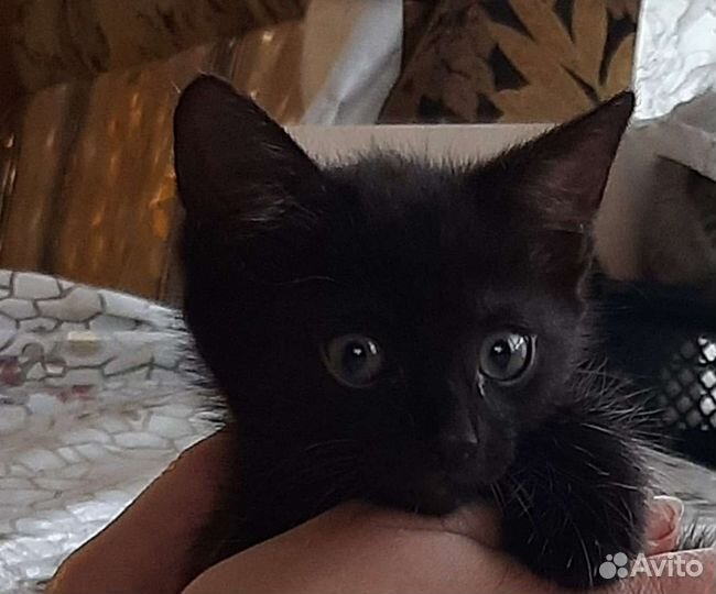 Котята в добрые руки бесплатно